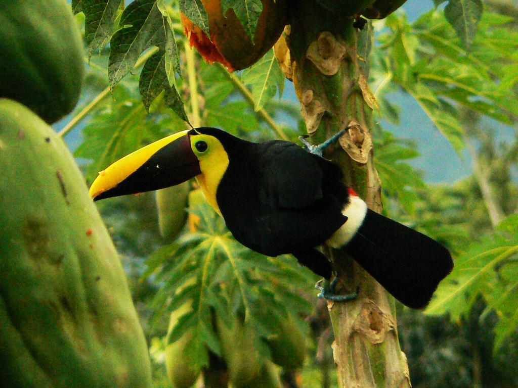Eco Arenal Hotel La Fortuna