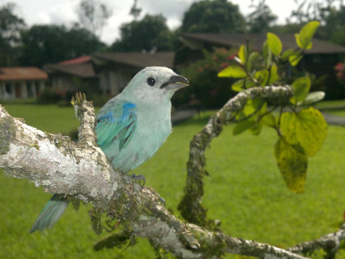 Hotel Eco Arenal